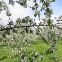 Май в Коломенском :: Маера Урусова Май в Коломенском :: Маера Урусова