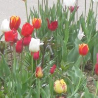 Тюльпаны - вестники весны :: Дмитрий Никитин