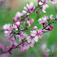 Миндаль :: Анастасия Северюхина