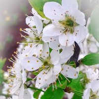 Тёрн цветёт. :: Светлана Кузнецова