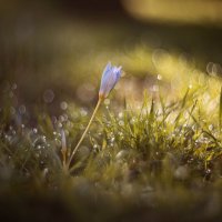 Осеннее пробуждение. :: Анатолий Щербак