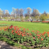 Весна :: Сапсан 