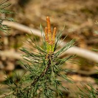 Сосновый этюд... :: Николай Гирш