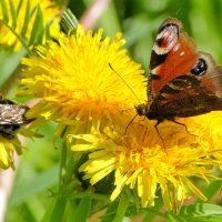 из вчерашней съемки  4 :: Александр Прокудин