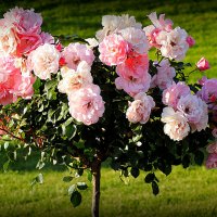 они на радость нам даны :: Олег Лукьянов они на радость нам даны :: Олег Лукьянов