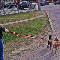 Май...Её любимые собачки! :: Владимир Май...Её любимые собачки! :: Владимир