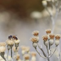 Труженицы пчёлки. :: Оля Богданович Труженицы пчёлки. :: Оля Богданович