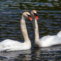 *** :: Владимир Безбородов