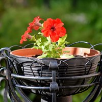 Цветочек аленький ( а у нас во дворе) :: Татьяна Лютаева