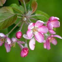 Яблонька Недзвецкого :: Татьяна Лютаева