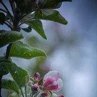 Цветение яблони :: Андрей Шейко Цветение яблони :: Андрей Шейко