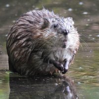 Ондатра :: Лина 