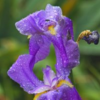 Ирис :: Giant Tao /