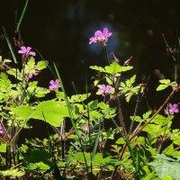 Герань Роберта :: Рита Симонова