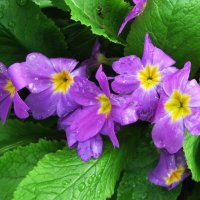 Примула :: Людмила Смородинская