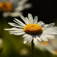 Майское утро :: Юрий. Шмаков