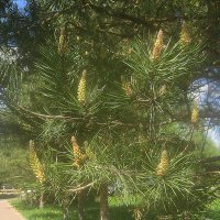 В с.Заворово :: Елена Семигина