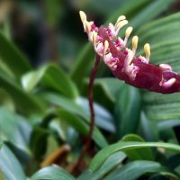 Орхидея похожая на лодку :: ИРЭН@ .