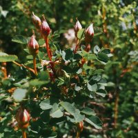 Весна :: Любовь Иванова