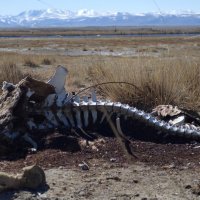 Алтай.Чуйская степь :: Александр Чибисов