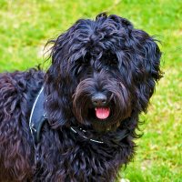 Портрет Тучи :: Светлана 