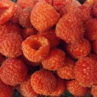 Малинка ягодка малинка.... :: Светлана Хращевская Малинка ягодка малинка.... :: Светлана Хращевская