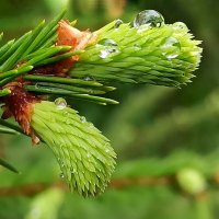Капли дождя :: veilins veilins