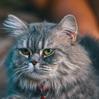 Персидская шиншилла :: Aleksey Afonin