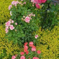 Клумба на  даче :: Нина Колгатина 