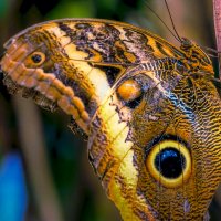 Бабочка Калиго атрей :: Aleksey Afonin