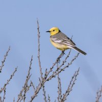 ВЫСОКО СИЖУ :: Володька Завитушкин