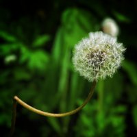 ***** :: Алексей Архипов