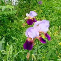 Май :: Нина Бутко