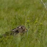 *** :: Валерий Черняк