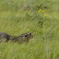*** :: Валерий Черняк