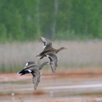 Серая утка :: Владислав Иопек