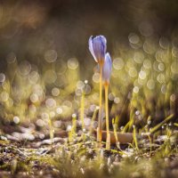 Осеннее пробуждение. :: Анатолий Щербак