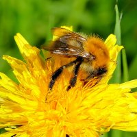 из сегодняшней съемки 2 :: Александр Прокудин из сегодняшней съемки 2 :: Александр Прокудин