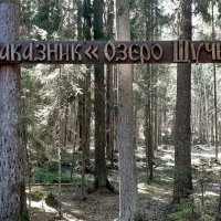 Комарово :: Наталья Герасимова