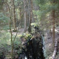 Комарово :: Наталья Герасимова