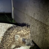 Спасение ёжика из ведра))) :: Станислав Мутовин