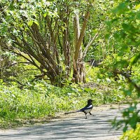 Хозяйка парка :: Галина Кан