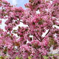 Яблони в цвету :: Любовь Сахарова