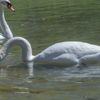 Лебедь :: Игорь Сикорский