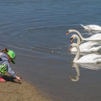 Девочка и лебеди :: Игорь Сикорский