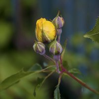 Бутон  жёлтой розы :: Валентин Семчишин