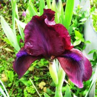 Красивый ирис :: Людмила Смородинская