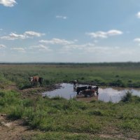 Телят в речке.Жара. :: Андрей Хлопонин Телят в речке.Жара. :: Андрей Хлопонин