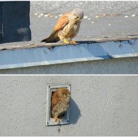 Доброе утро , дорогая ! :: Сеня Белгородский Доброе утро , дорогая ! :: Сеня Белгородский