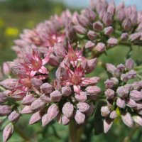 Очиток :: Anna Ivanova